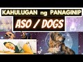Download Kahulugan Ng Panaginip Ng Aso Ano Ang Ibig Sabihin Kapag Nanaginip Ng Aso Dog Dreams Mp3 Song