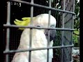 Parrot cursing in finnish!
