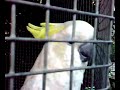 Parrot cursing in finnish!