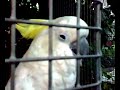 Parrot cursing in finnish!