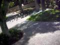 videos de Pidgeons...!