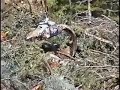 Heli-Logging Heli-Logging