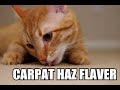 Caturday X
