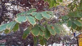 BİR YAPRAK DAHA DÜŞTÜ  (Görsel : TÜRKÜNELİ)  Müzik : YÜREK SAZI