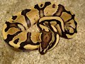 Fire Ball Python