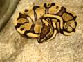 Fire Ball Python