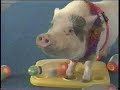 AMAZING PIG OLYMPICS, MUST SEE!