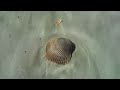 Mare a jacksonville beach Mare a jacksonville beach