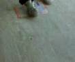 videos de povera cavalletta!!!