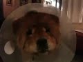 Doggy Face Lift: Chow chows love ice chips