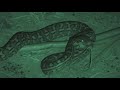 Carpet python