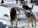 BALADE EN TRAINEAU A CHIENS