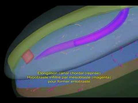 Gastrulation