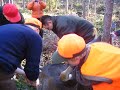 Hirvenmetsästystä Mäntyharjussa Moose hunting I