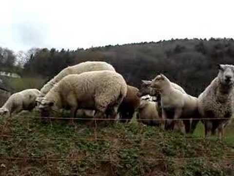 neugieriges schwarzes schaf, black sheep, funny