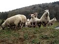 neugieriges schwarzes schaf, black sheep, funny