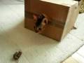 videos de GypseeBox.avi