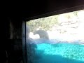 Polar Bear at San Diego ZOo