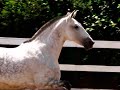 ODISEA, ANDALUSIAN MARE, ARRIETA FRIESIANS