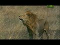 Weird True and Freaky - Lion Cannibal Weird True and Freaky - Lion Cannibal