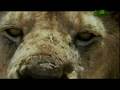 Weird True and Freaky - Lion Cannibal