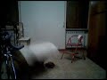 Ghost-Real poltergeist ?????