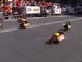 There's Nothing Like Wiener Dog Races!