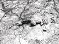Aftermath: The Griffith Park Fire @ drkrm