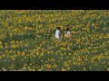 明野のひまわり畑 Akeno Sunflower festival.