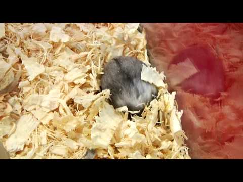 See video