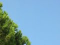 UFO 24 settembre 2006 Villa Sciarra -Roma-