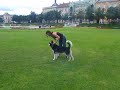 Luppo pokušaj ring dresure :-(