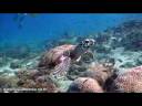 Koh Tao Underwater Video