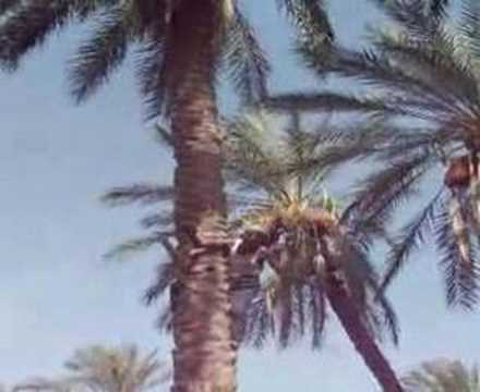 how to harvest date palm fruit