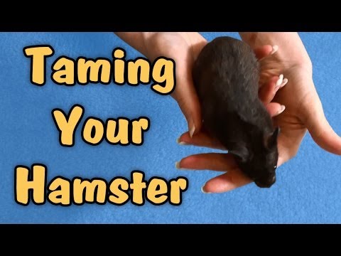 how to care about a hamster