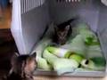 赤ちゃん猫動画★軽いステップ