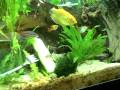 videos de fish eating cucumber