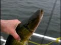 Trolling - Chain Pickerel Contest Trolling - Chain Pickerel Contest