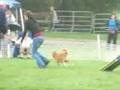 Bayshore Companion Dog Club AKC Trial, 09/27-09/28/08