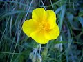 Singing on awesome blooming mountains - Das Lied der Berge - La Montanara 1