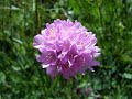 Singing on awesome blooming mountains - Das Lied der Berge - La Montanara 2
