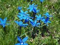 Singing on awesome blooming mountains - Das Lied der Berge - La Montanara 3
