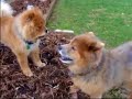 Miracle of Dattatreya : Tarpanam ceremony healed our dog