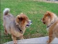 Miracle of Dattatreya : Tarpanam ceremony healed our dog
