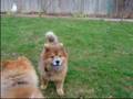 Miracle of Dattatreya : Tarpanam ceremony healed our dog