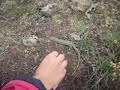 lagartija o vibora con patas