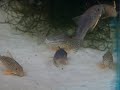 Corydoras Sterbai Corydoras Sterbai