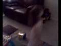 Emma dancing before bed