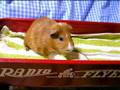 リンゴとカツオ祭り