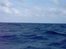 Grand Turk Humpbacks